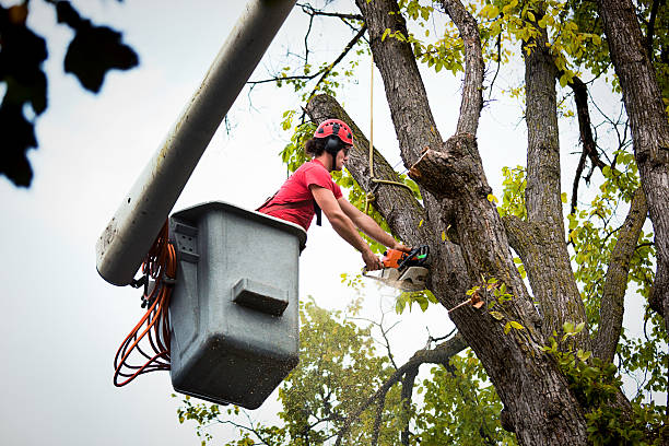 How Our Tree Care Process Works  in  Shorewood Hills, WI